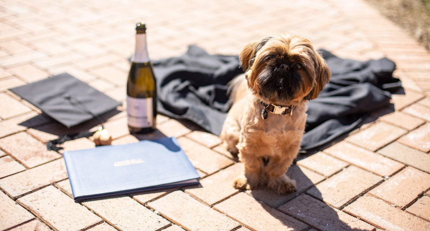 Adorable small dog celebrating Virtual Commencement, posing near graduation gown, cap, diploma, and a bottle of sparkling cider